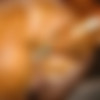 Shitfaced Kitty thumbnail